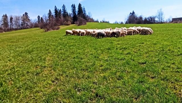 Villa Jagodovo Biały Dunajec Buitenkant foto